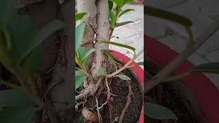 How to grow ficus Plant How to care ficus Plant  👉youtubeshorts garden fertilizer 🌱🌿🌱🌿🌸🌸 [upl. by Ydaf931]