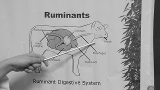 Ruminants [upl. by Aysan]