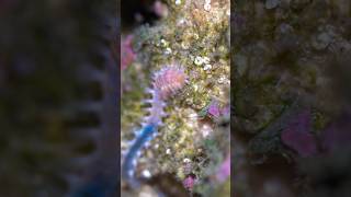 halloween Polychaeta bristleworm reef aquarium cleanupcrew [upl. by Ambler]