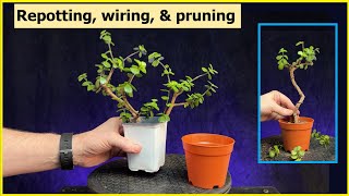 Repotting Wiring Pruning 2 cuttings portulacaria afra Bonsai bonsai repotting pruning [upl. by Ander]