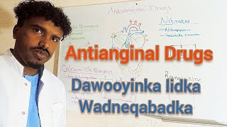 Pharmacology 19 Antianginal Drugs Dawooyinka lidka wadneqabadka [upl. by Pavkovic986]