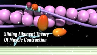 Sliding Filament Theory Of Muscle Contraction Explained [upl. by Wesle]