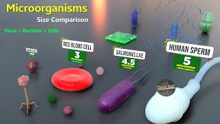 How Microorganisms looks under the microscope  Virus Size  Bacteria size  Antibodies size [upl. by Alael304]