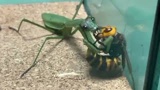 wasp vs mantis [upl. by Syramad]