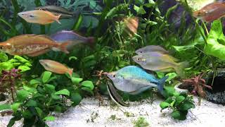 Planted 55 Gallon Rainbowfish Tank [upl. by Llemmart]