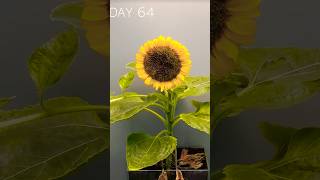 75 Days of Sunflower Growth in 60 Seconds FLAT [upl. by Onihc]