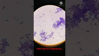 Bacterial Cells with Endospores under Microscope I Shorts [upl. by Aicirtap770]