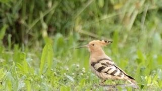 Huppe fasciée  Eurasian Hoopoe [upl. by Kenn214]