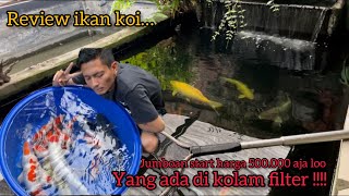 REVIEW IKAN KOI YANG ADA DIKOLAM FILTER JUMBOAN START HARGA 500000 AJA BOLO [upl. by Ablem]