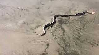 Small Headed Sea Snake Hydrophis mcdowelli [upl. by Hosea265]