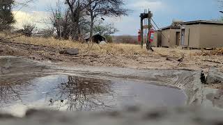 These waterholes often reduced in size become essential sources of water for wildlife Warthogs [upl. by Soiritos971]