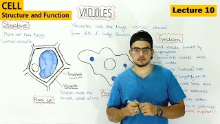 Vacuole Structure and function  Video 10 [upl. by Princess609]