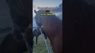 Hayırlı cumalar 😇 arabianhorse atvideo arabianhorserider cumamesajıvideoları [upl. by Airitak761]