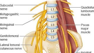 Anatomy of the LUMBAR PLEXUS 2 song [upl. by Chabot]