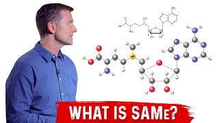 What is SAMe SAdenosylMethionine Explained By Dr Berg [upl. by Lennad]