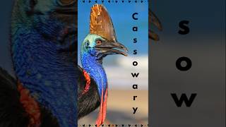 Animal Name Origins quotCassowaryquot cassowary name origins wildlife fun [upl. by Lowis]