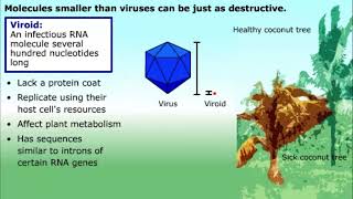 Prions and Viroids [upl. by Icam]