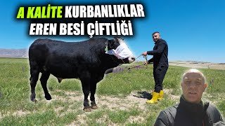 Eren Besi Çiftliğinin 2024 Kurbanlık Fiyatları [upl. by Artemahs519]