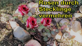 Rosen aus Stecklingen selber ziehen  Rosenstecklinge vermehren  Rosen züchten – Anleitung [upl. by Black]