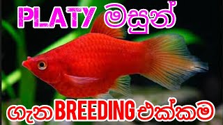 PLATY FISH CARE WITH BREEDING ප්ලේටි මසුන් ගැන සහ අභිජනනය [upl. by Toshiko]