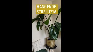 Hangende bladeren bij je strelitzia Dit is de oorzaak  Pokon [upl. by Annaiel422]