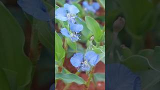 ஆசியப் பகல் பூAsiatic Dayflowerகானா வாழைcommelina communis [upl. by Rather]