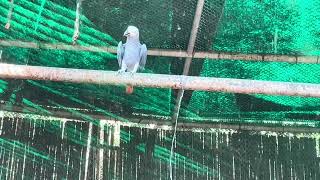 Grey parrot  Psittacus erithacus  Congo grey parrot  Congo African grey parrot  Psittacidae  🦜 [upl. by Saks]