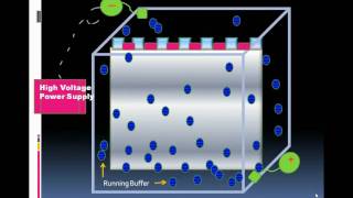 Introduction To Serum Protein Electrophoresiswmv [upl. by Luapnhoj]