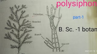 Polysiphonia RHODOPHYCEAE General Characters of thallus cell st [upl. by Mariele]