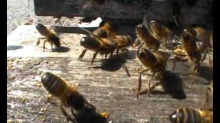 Abeilles battant le rappel [upl. by Francyne]