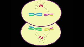 Meiosis [upl. by Georgetta]