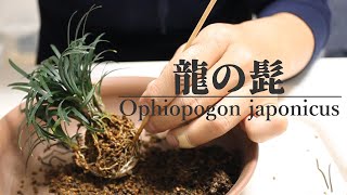 龍の髭の株分け山野草盆栽  Ophiopogon japonicus stock split [upl. by Esinel518]