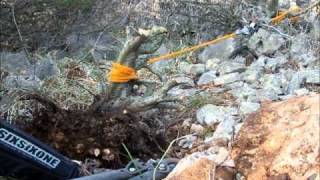 SandevBonsai Yamadori series  collecting from the wild rocky terrain IIwmv [upl. by Nisbet]