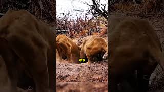 Leones CAZANDO un gran ANIMAL 😱 animalsalvaje mundoanimal wildlife wildanimals [upl. by Aynotahs]