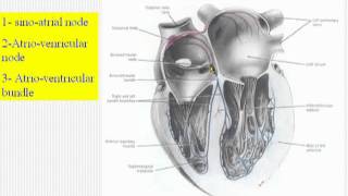 44 Conducting system of the heart [upl. by Hadwyn116]