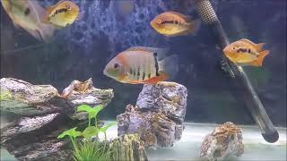 Top 8 centerpiece fish for community aquarium Best large fish for freshwater community tank [upl. by Cyn]