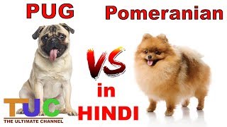 PUG VS POMERANIAN In HINDI  Dog vs Dog  Dog Comparison  The Ultimate Channel [upl. by Cirenoj]