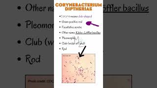 Corynebacterium diphtheria cause Diphtheriamicrobiology bacteriology bacteria infection [upl. by Karim221]