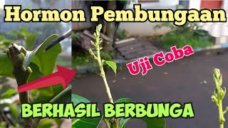 Giberellin Untuk Merangsang Pembungaan [upl. by Oakman59]