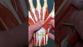 Muscles of the Hand A Thumbs Up Guide [upl. by Marba533]