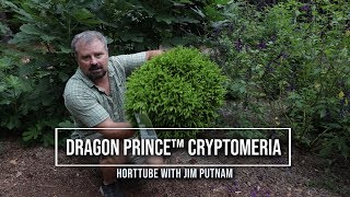 Dragon Prince™ Cryptomeria  Perfect Dwarf Foundation Plant [upl. by Akcebar694]