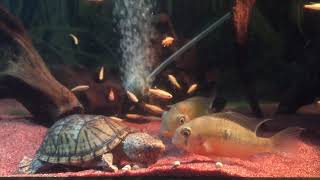 Loggerhead musk turtle Feeding [upl. by Wobniar]