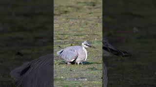 Great Blue Heron Eats Fish birds greatblueheron shorts z8 wildlife birding [upl. by Melisse]