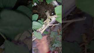 Removing pumpkin Plant from My Garden A StepbyStep Guide short ytshorts viral shorts [upl. by Olav]