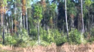 OSCEOLA NATIONAL FOREST DEER HUNTING WITH DOGS TAKE 2 [upl. by Willa]