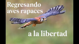 Rehabilitando y regresando aves rapaces a la libertad [upl. by Penland]