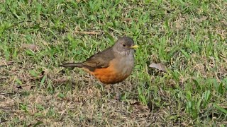 Rufousbellied Thrush [upl. by Codie]