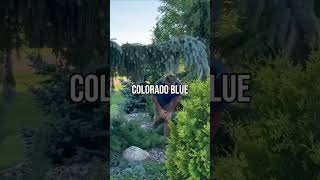 Cool Weeping “Shelf” On Colorado Blue Spruce [upl. by Rolph113]