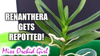 Repotting Renanthera Orchid  The return of the Orchitop pot [upl. by Sordnaxela]