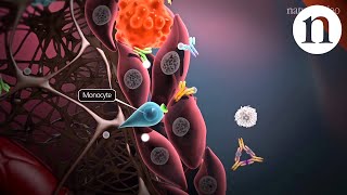 Immunology of the rheumatoid joint [upl. by Bland45]